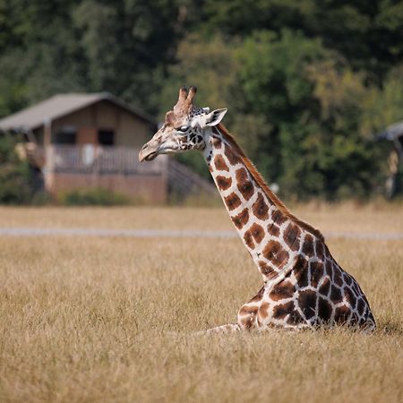 ホテル Knuthenborg Safaripark マリボ エクステリア 写真