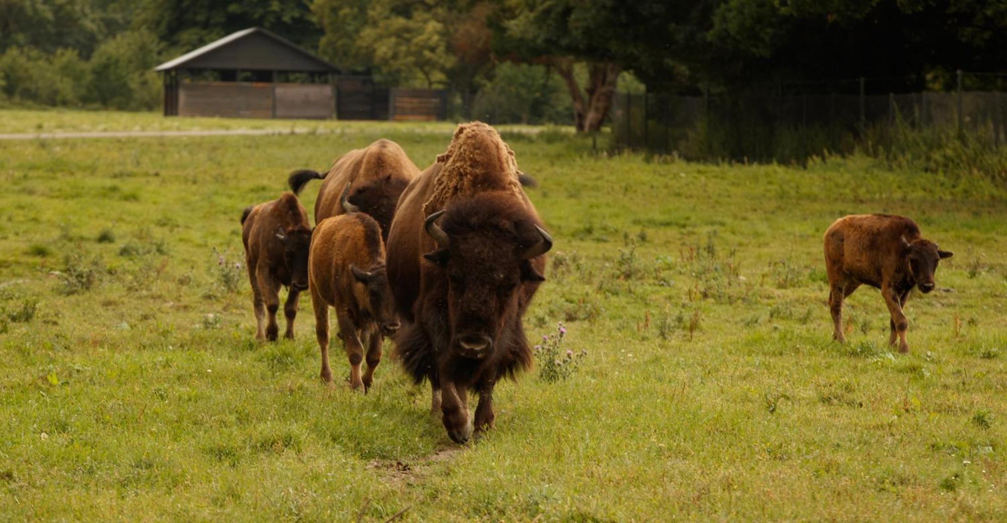ホテル Knuthenborg Safaripark マリボ エクステリア 写真