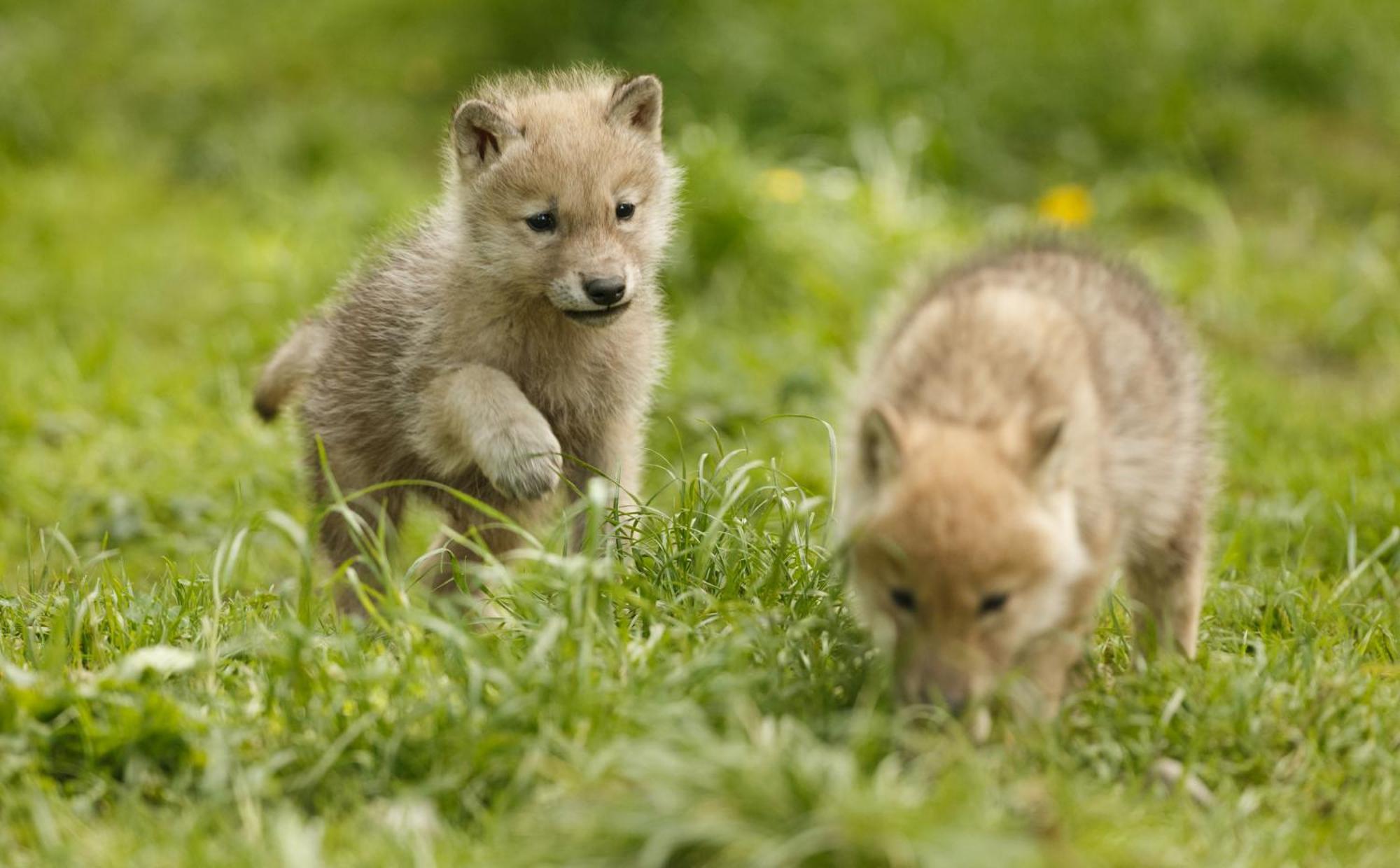ホテル Knuthenborg Safaripark マリボ エクステリア 写真