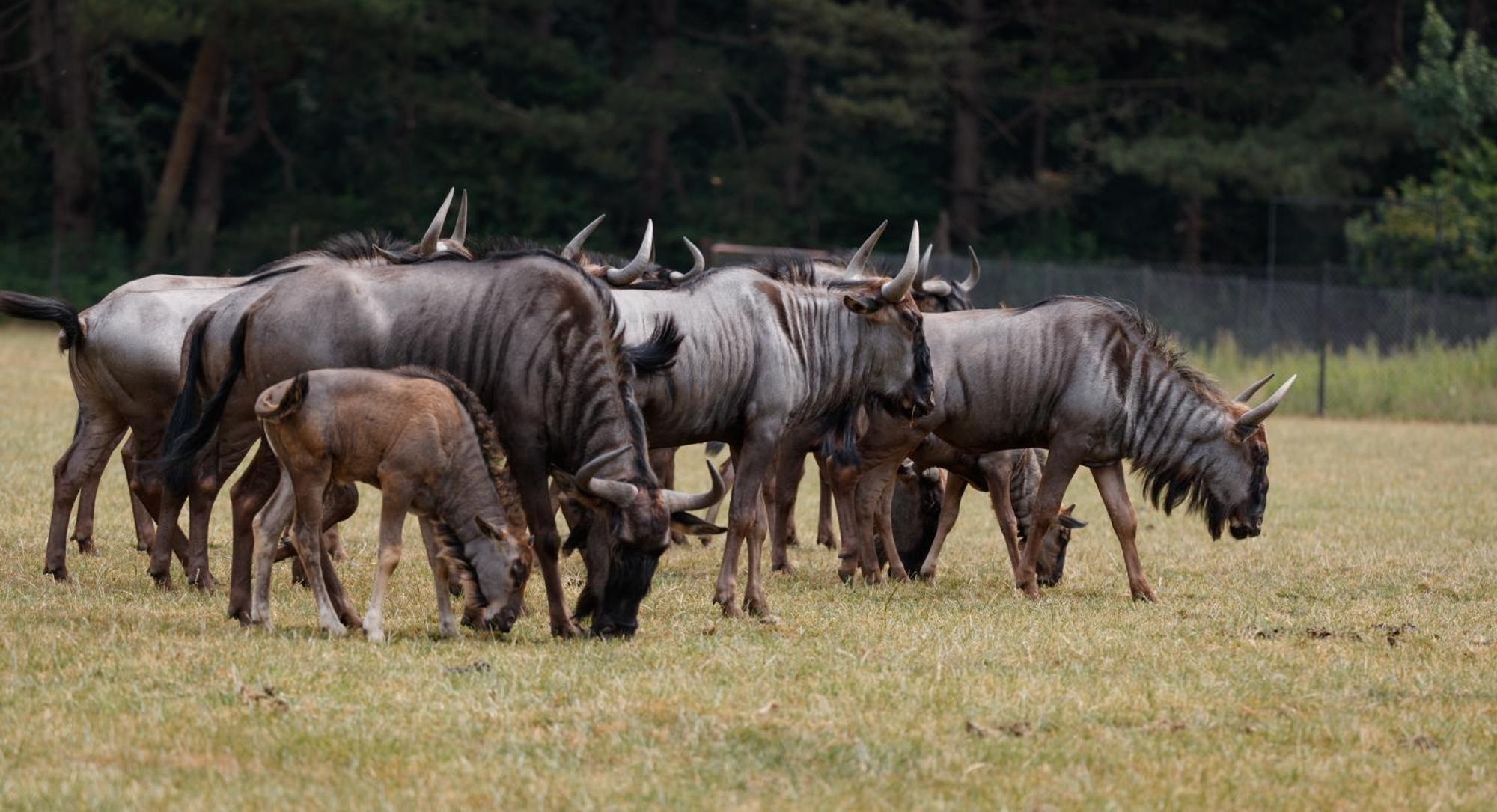 ホテル Knuthenborg Safaripark マリボ エクステリア 写真