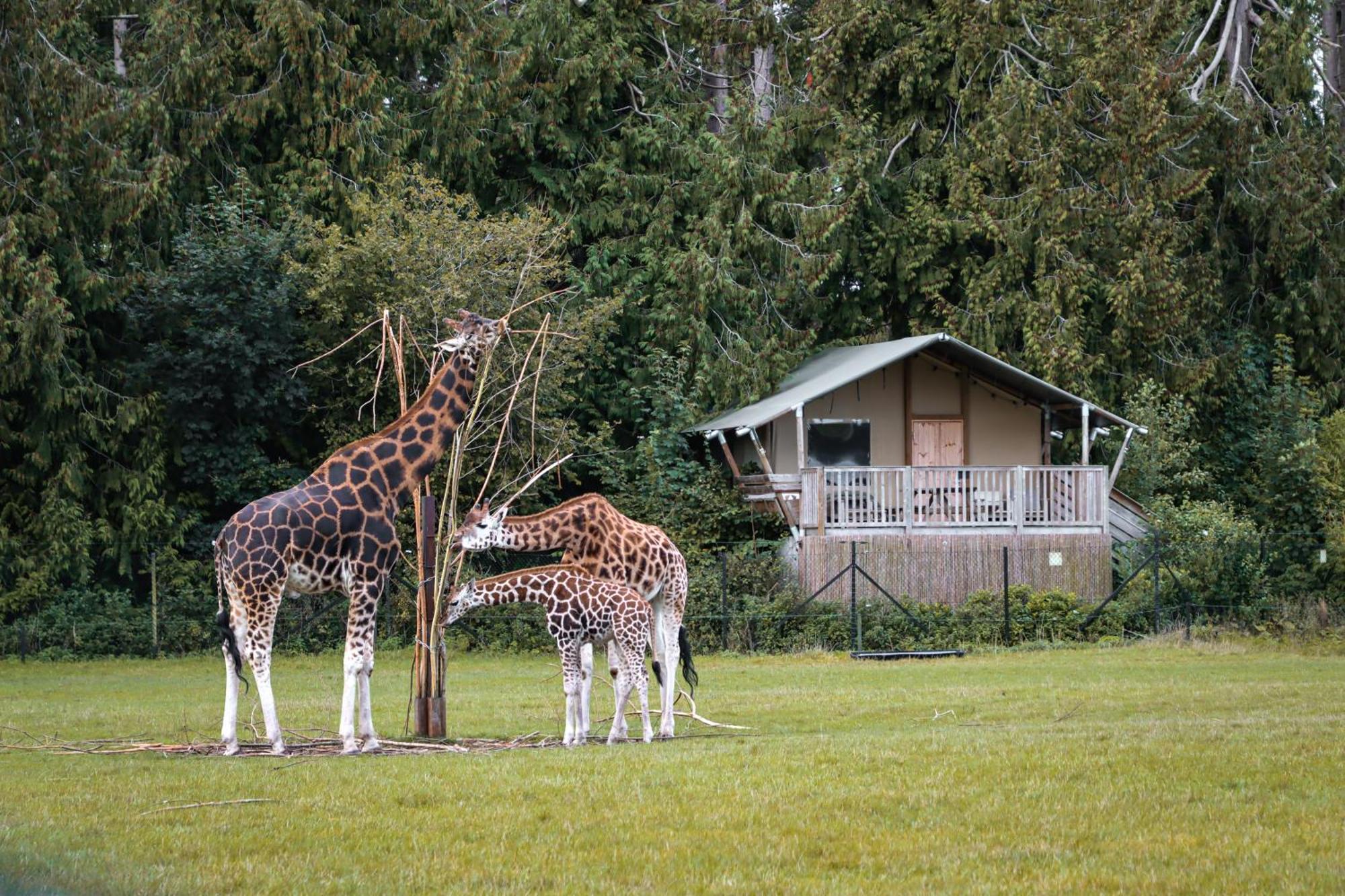 ホテル Knuthenborg Safaripark マリボ エクステリア 写真