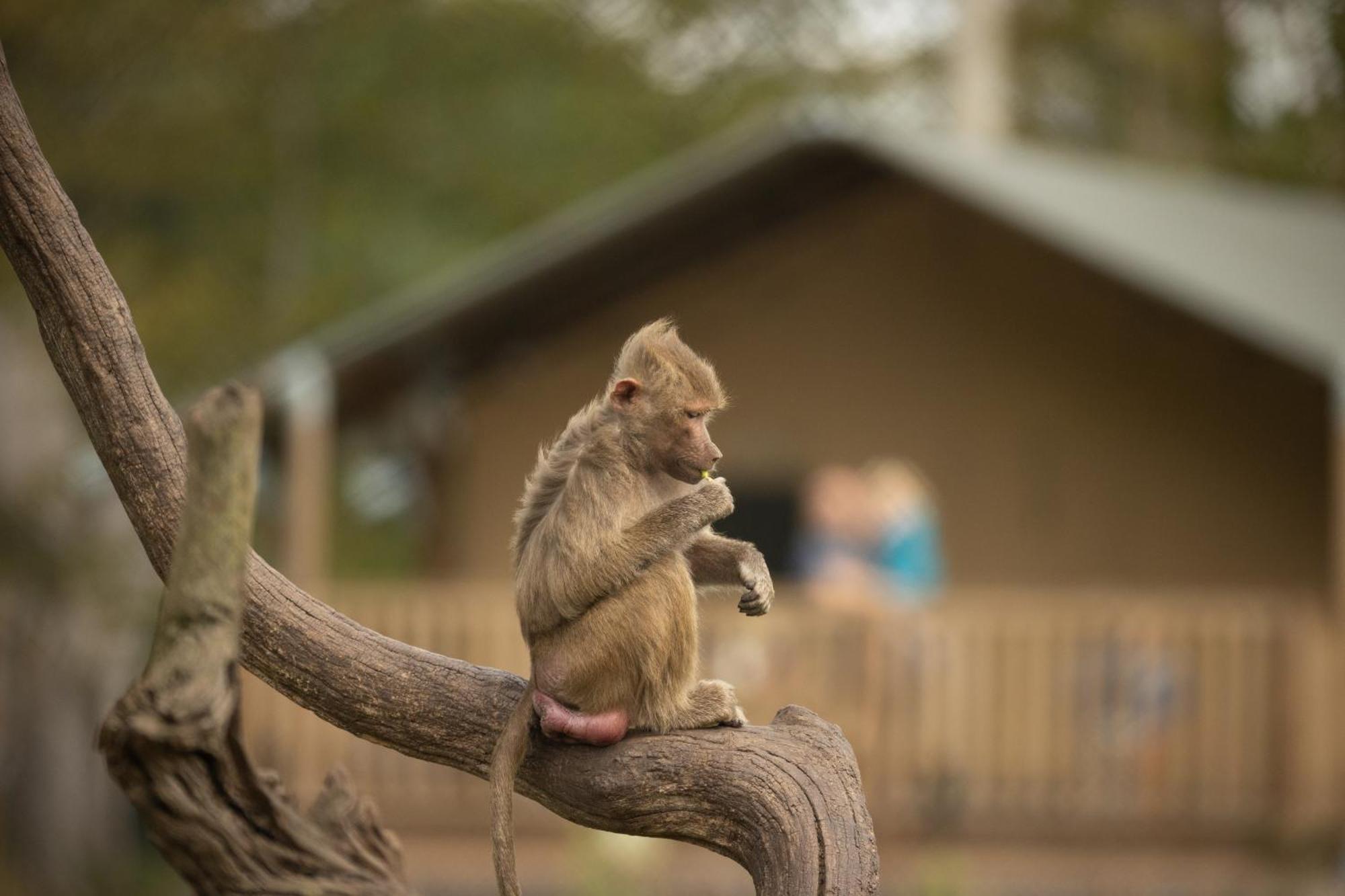 ホテル Knuthenborg Safaripark マリボ エクステリア 写真