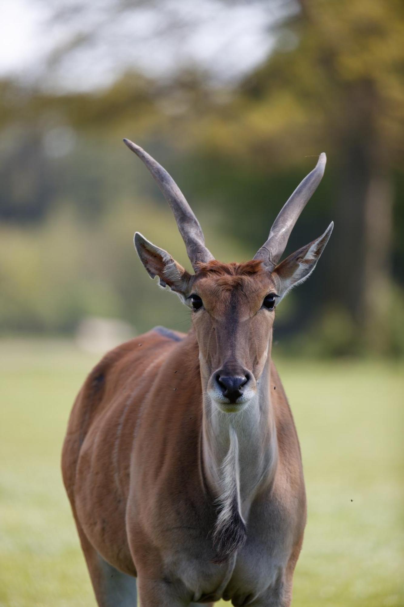 ホテル Knuthenborg Safaripark マリボ エクステリア 写真