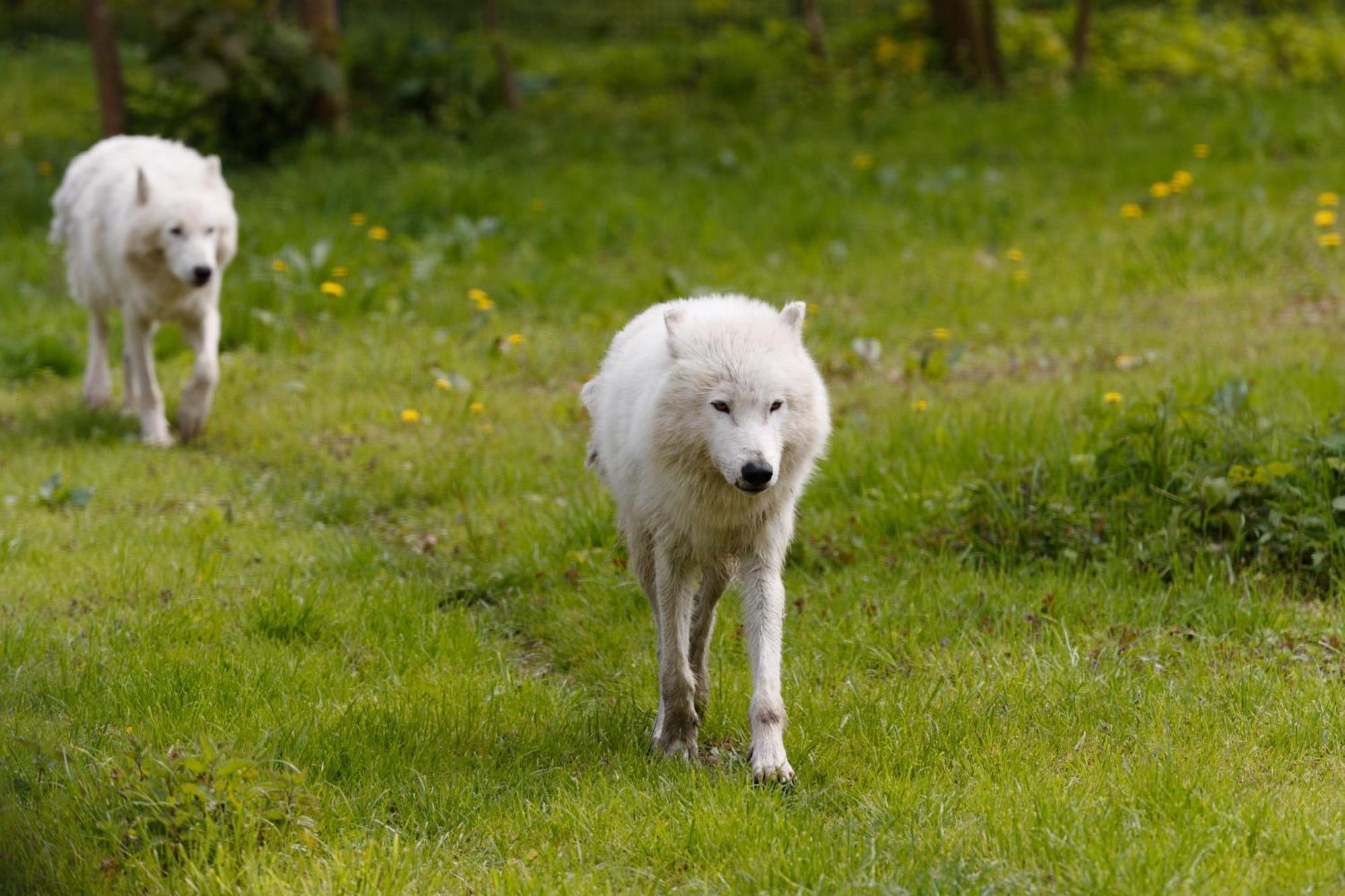 ホテル Knuthenborg Safaripark マリボ エクステリア 写真