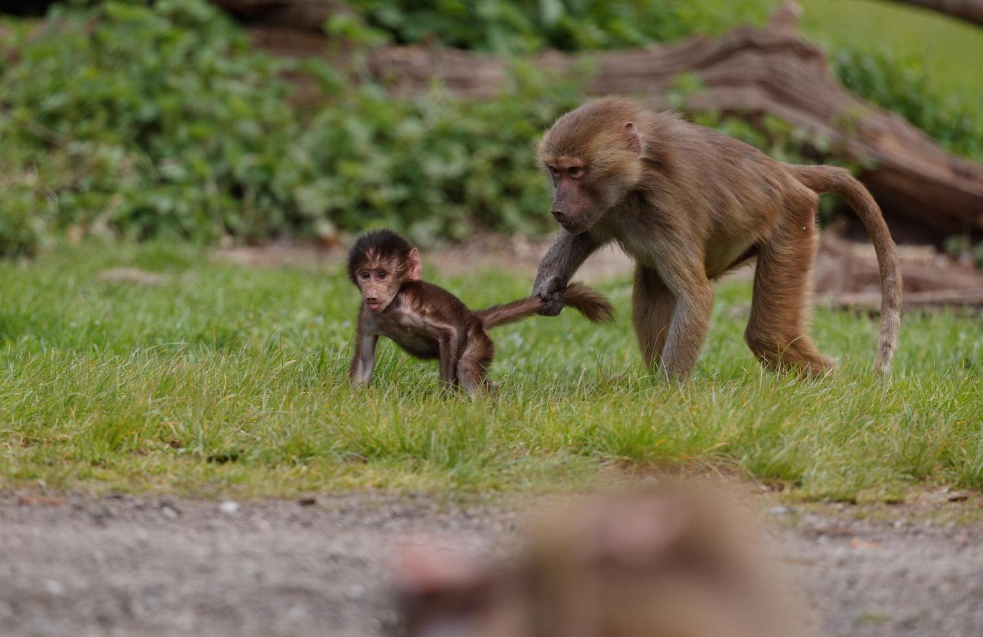 ホテル Knuthenborg Safaripark マリボ エクステリア 写真