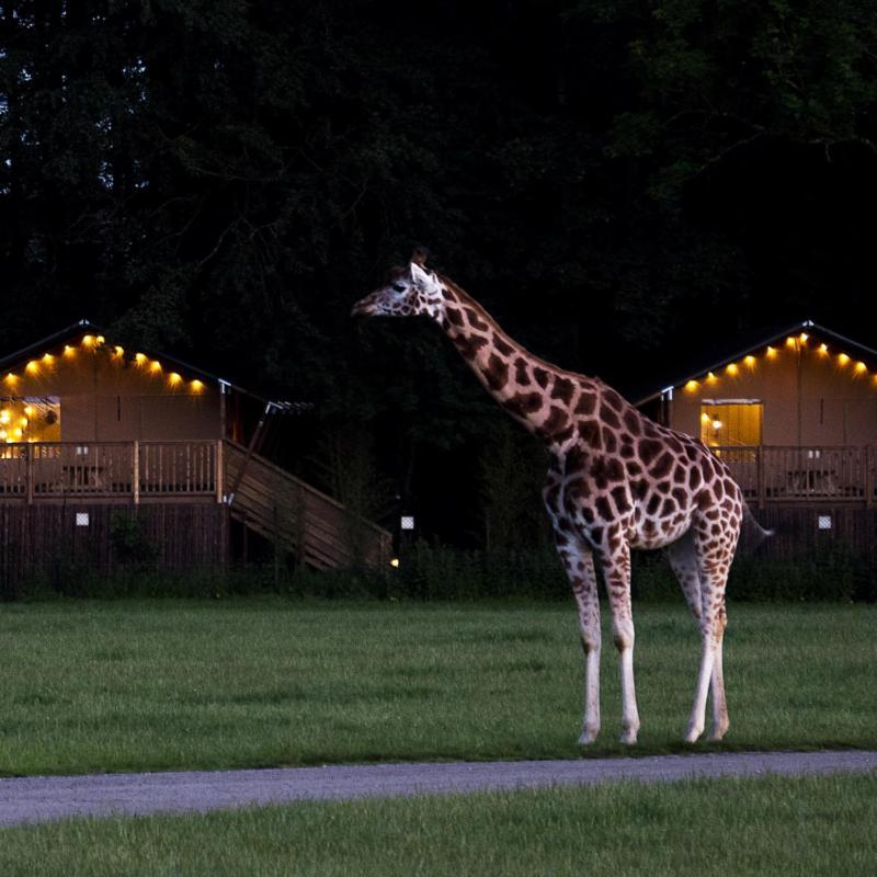 ホテル Knuthenborg Safaripark マリボ エクステリア 写真