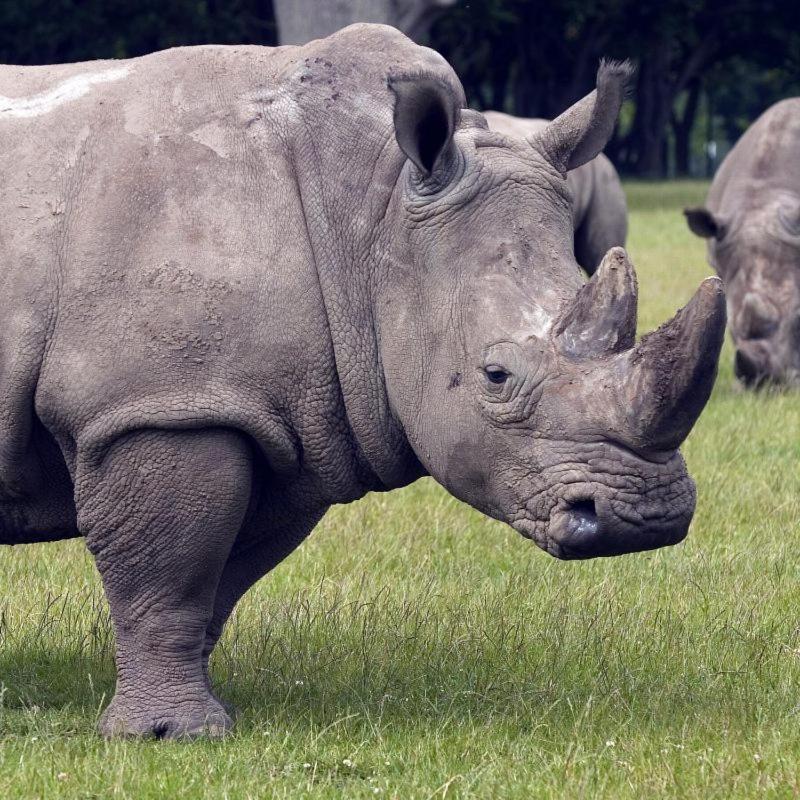 ホテル Knuthenborg Safaripark マリボ エクステリア 写真