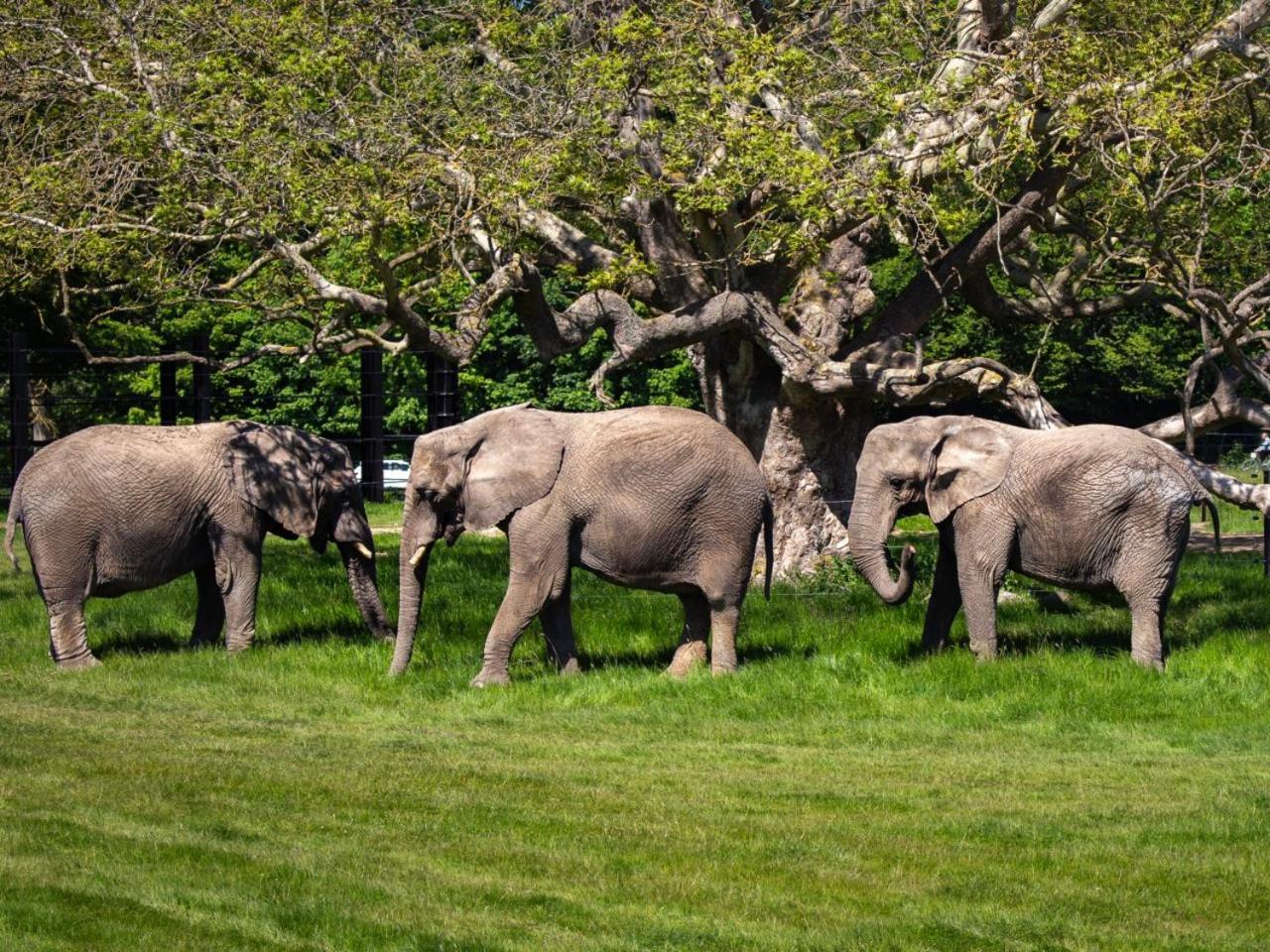 ホテル Knuthenborg Safaripark マリボ エクステリア 写真